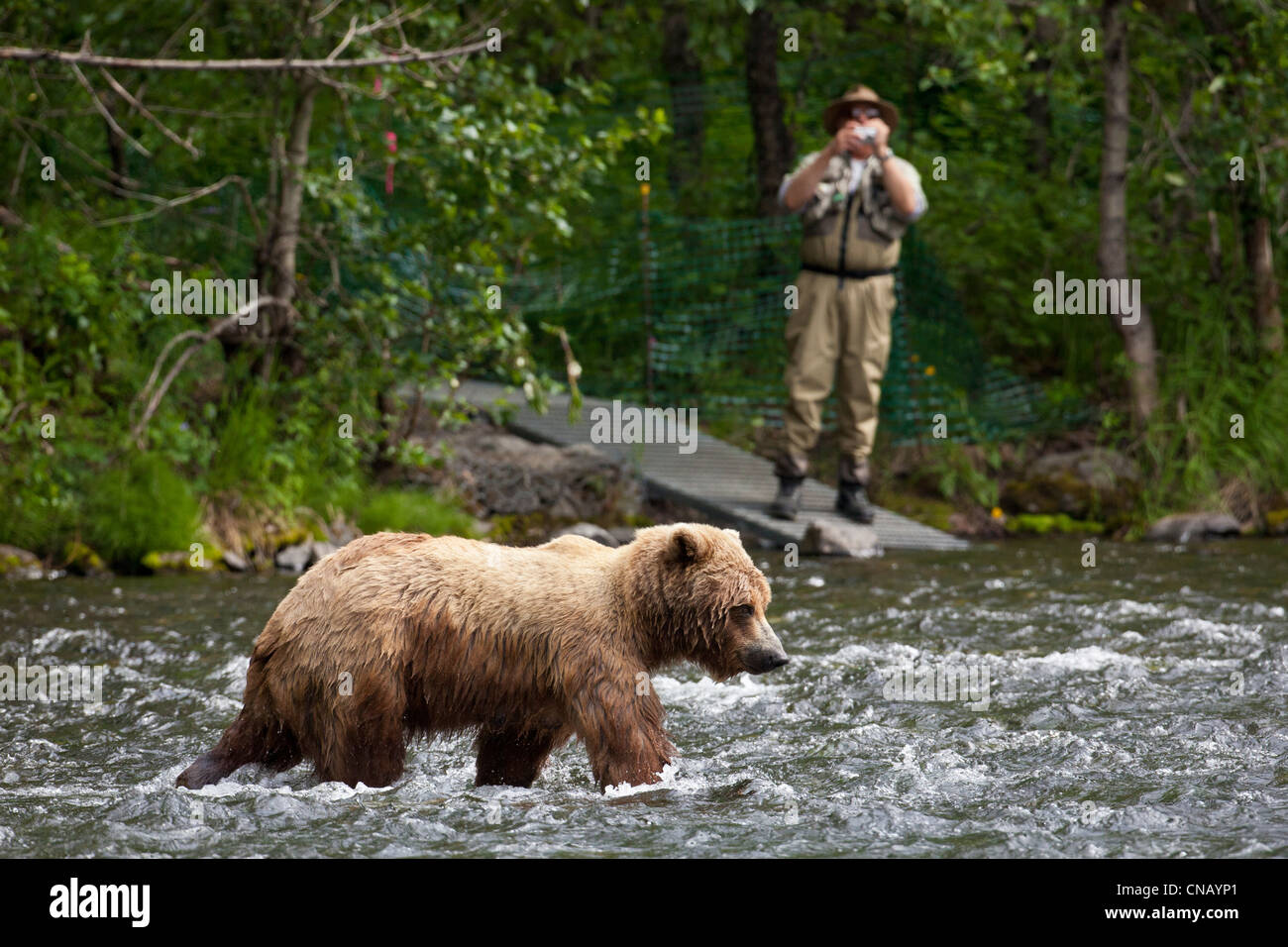 Un pescatore sorge sulla riva e prende le immagini di un orso bruno seminare la pesca nel Fiume Russo, Penisola di Kenai, Alaska Foto Stock