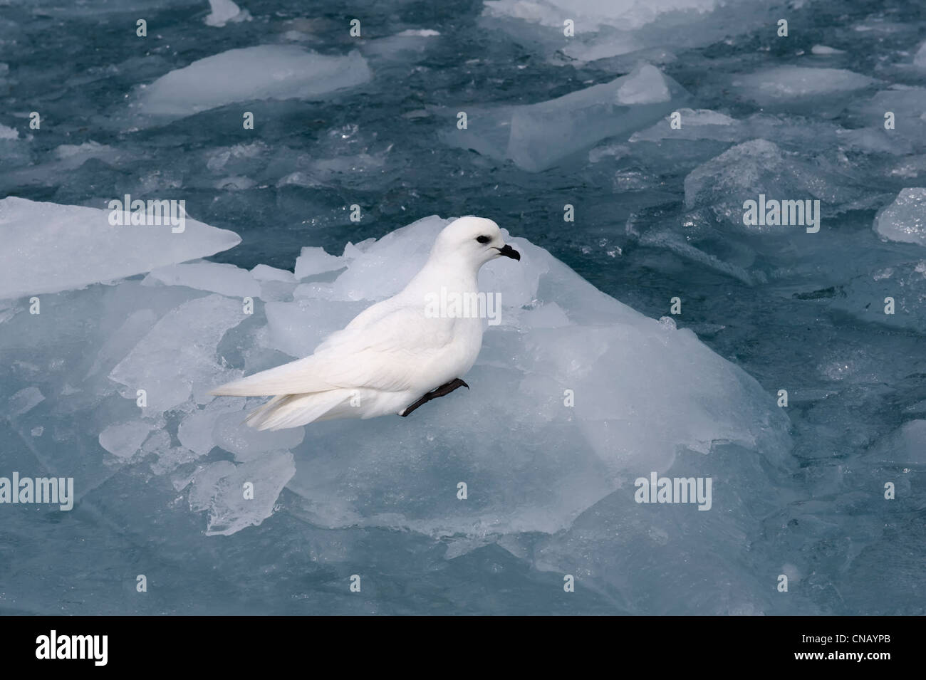 Snow petrel (Pagodroma nivea) sulla banchisa, Molkte Bay, Georgia del Sud Foto Stock