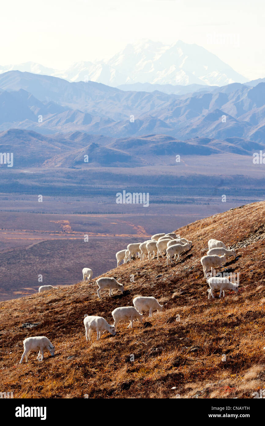 Una banda di dallâ pecore Pecore e agnelli pascolano su una collina nel Parco Nazionale di Denali con Mt. McKinley in background, Alaska Foto Stock