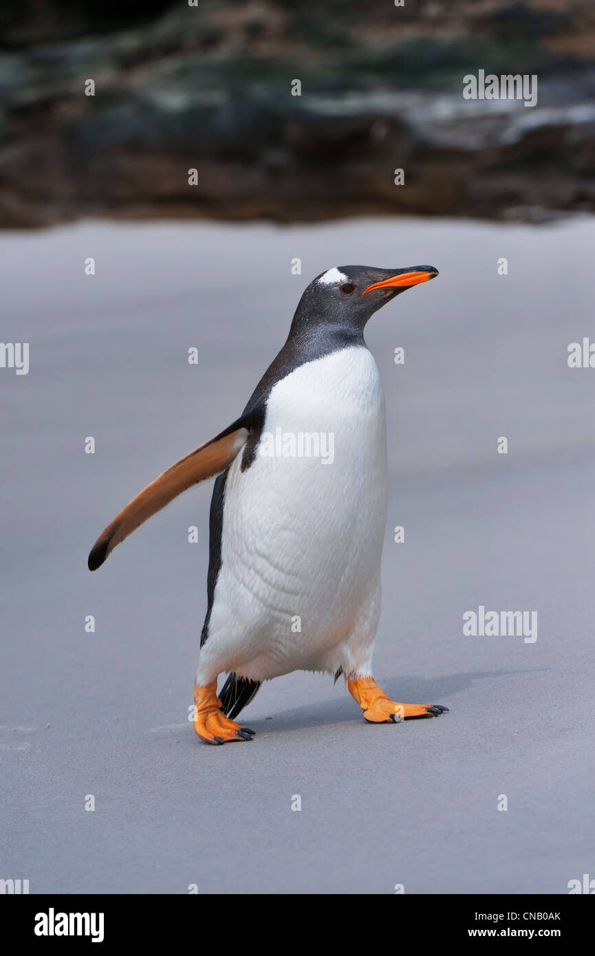 Pinguino Gentoo (Pygoscelis papua), Saunders Island, Isole Falkland Foto Stock
