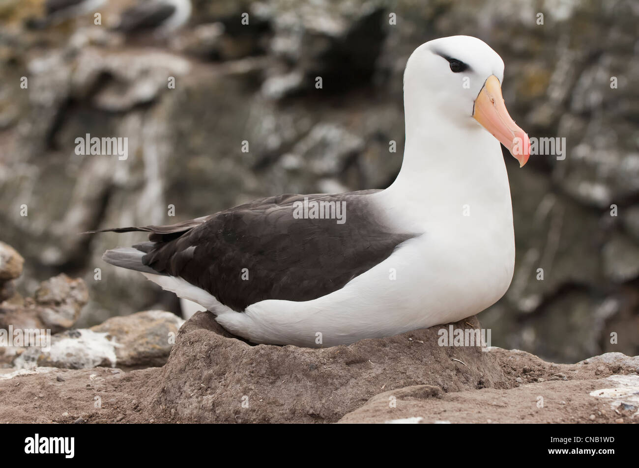 Nero-browed Albatross o nero-browed Mollymawk (Diomedea melanophris), nuova isola, Isola Falkland Foto Stock