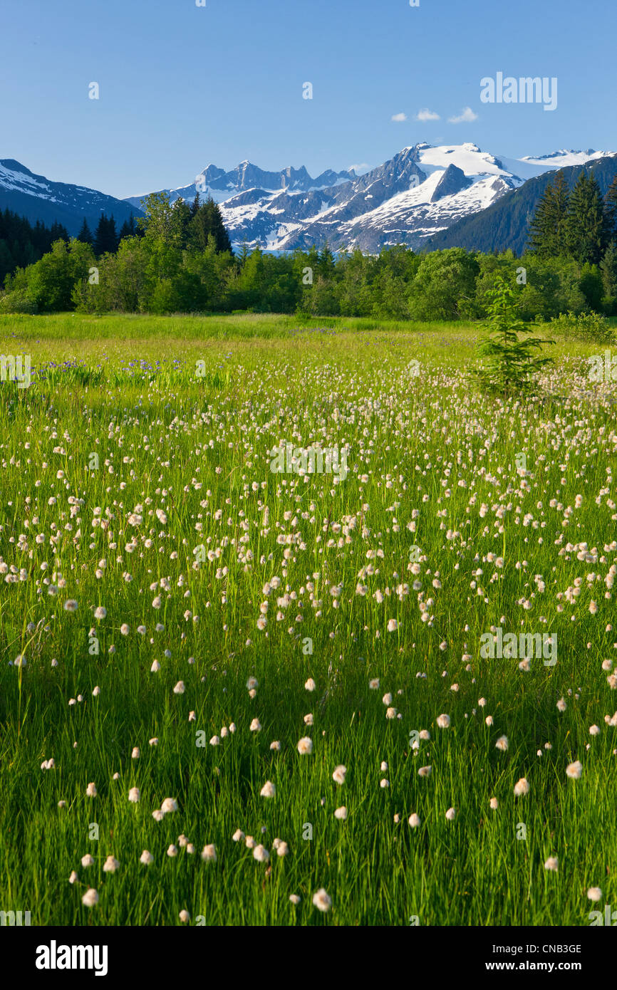 Vista panoramica di cotone di erba in fraternità prato in Mendenhall Valley, Juneau, in Alaska Foto Stock