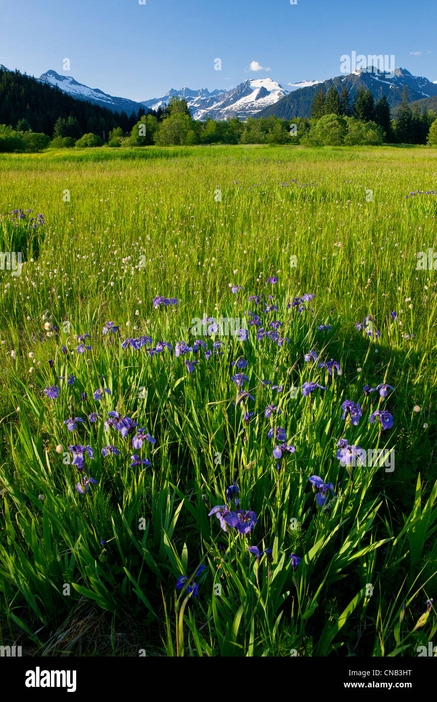 Composito: vista panoramica di cotone di erba e iris selvatici in fraternità prato in Mendenhall Valley, Juneau, in Alaska Foto Stock