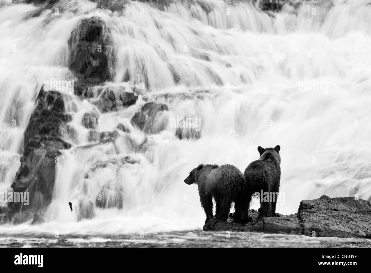 Due giovani esemplari di orso bruno per la pesca del salmone alla base di una cascata nel Tongass National Forest, Alaska. Altered digitalmente. Foto Stock