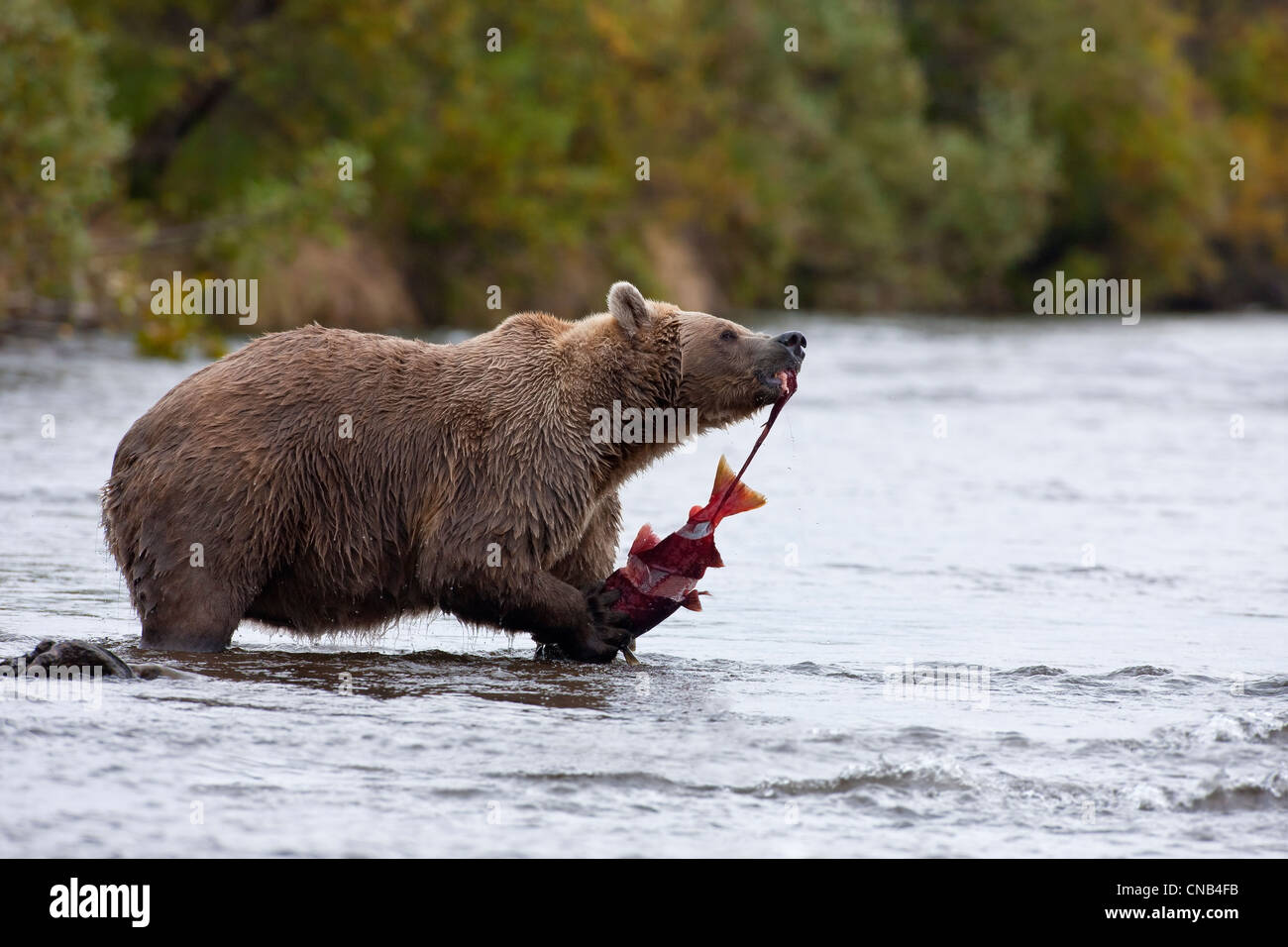 Orso bruno mangia un salmone rosso permanente, mentre in Grizzly Creek, Katmai National Park, Southwest Alaska, estate Foto Stock