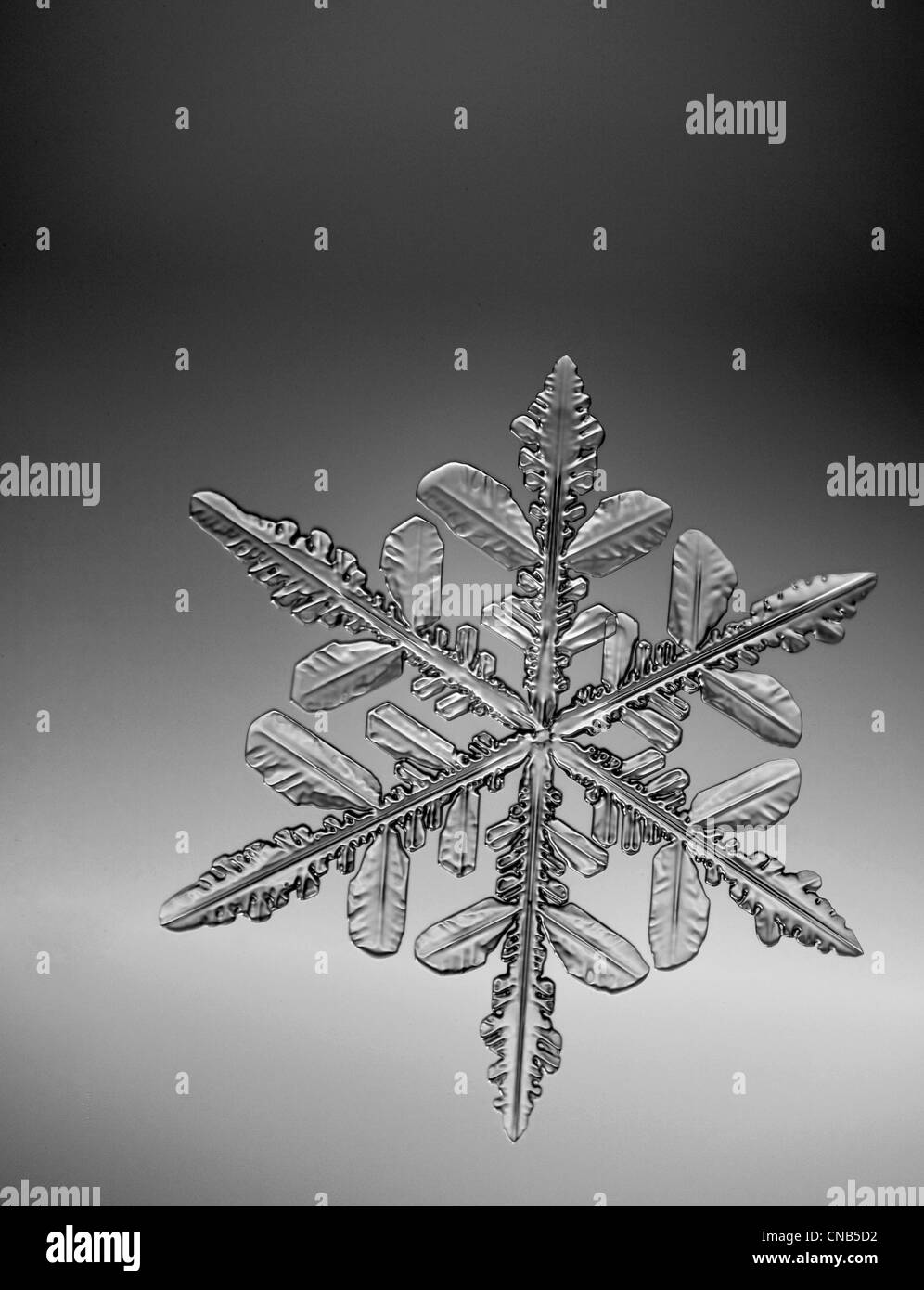 Foto-vista al microscopio di un fiocco di neve con una forma a stella Foto Stock