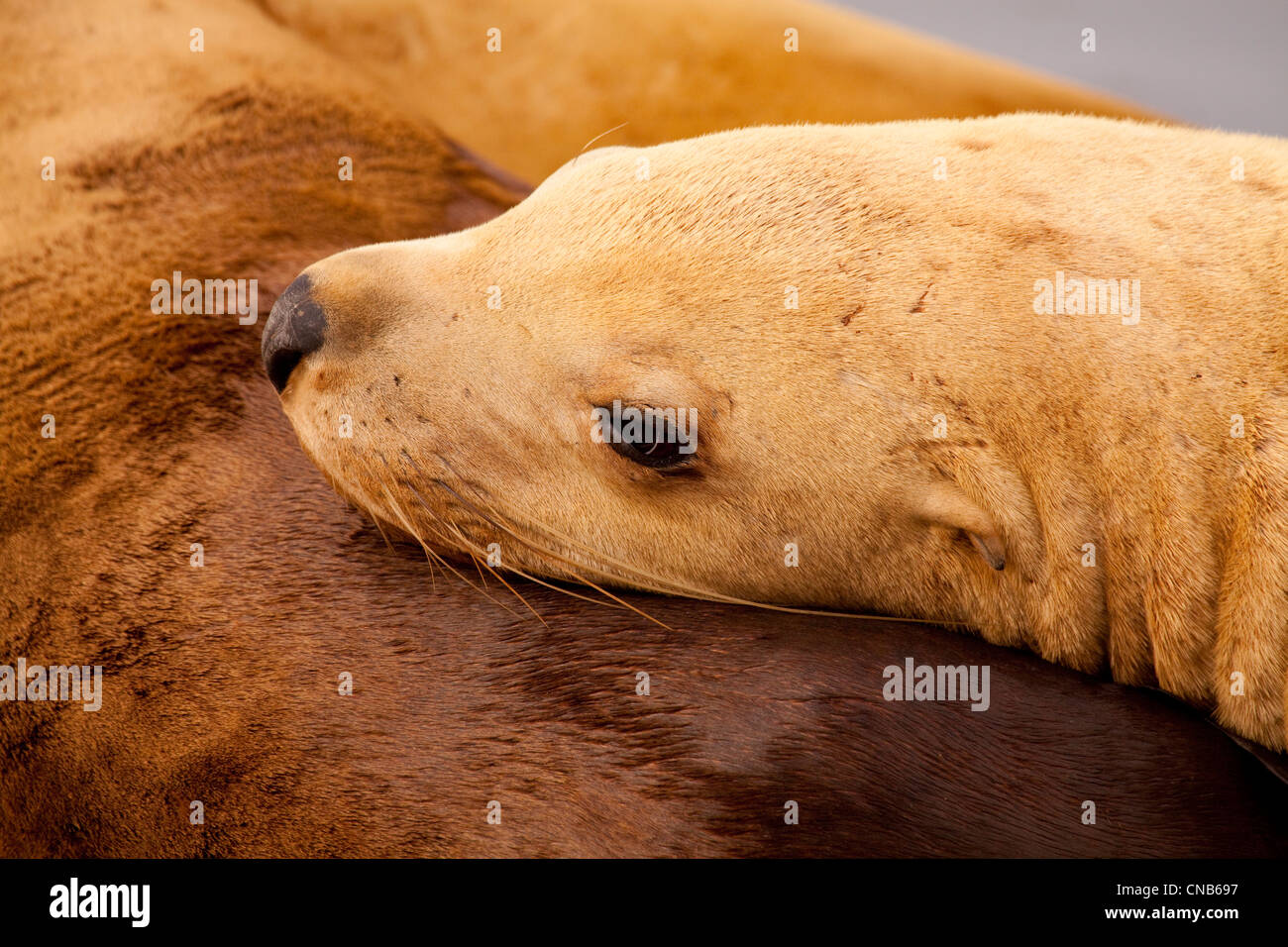 Close up di una femmina di Steller leoni di mare di riposo, San Herman Harbour, Kodiak, Southwest Alaska, estate Foto Stock