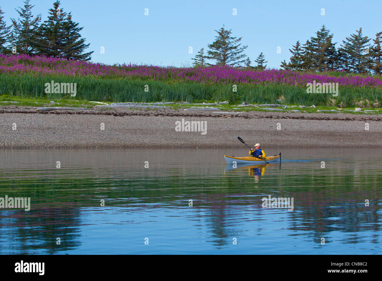 Sea kayaker pale lungo il litorale vicino a Juneau con campo Fireweed blooming in background, a sud-est di Alaska, estate Foto Stock