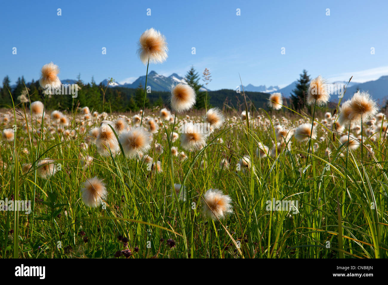 Alaska erba di cotone nel Mendenhall zone umide, Juneau, a sud-est di Alaska, estate Foto Stock