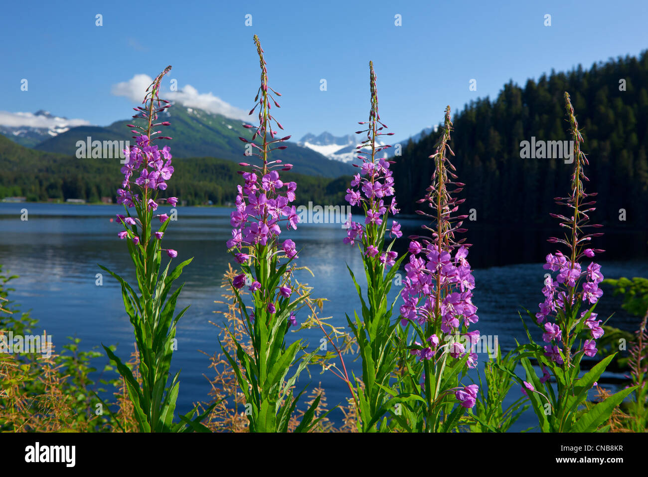 Vista panoramica del lago Auke e Fireweed con Mendenhall Glacier e costiera montagne, a sud-est di Alaska, estate Foto Stock