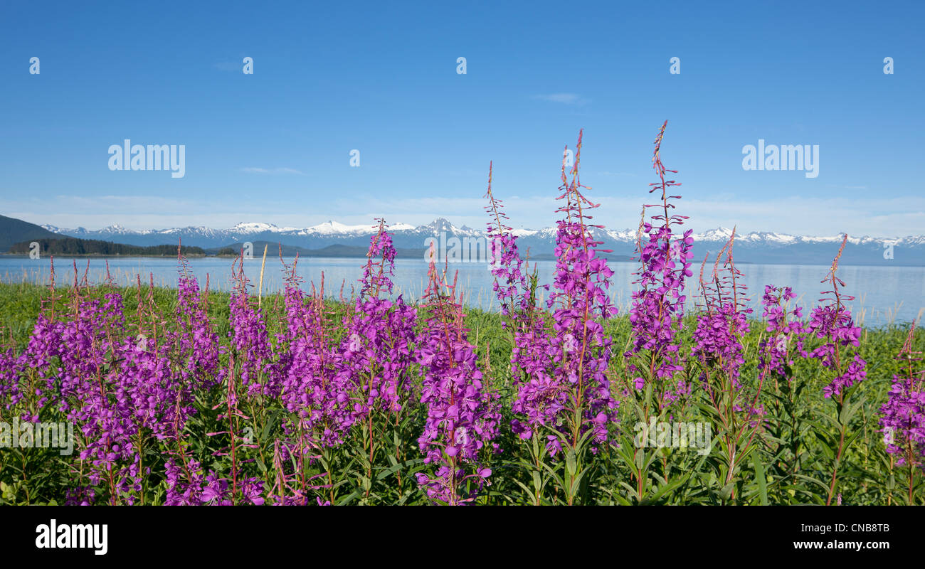 Fireweed blumi lungo il litorale ad Eagle Beach vicino a Juneau, a sud-est di Alaska, estate Foto Stock