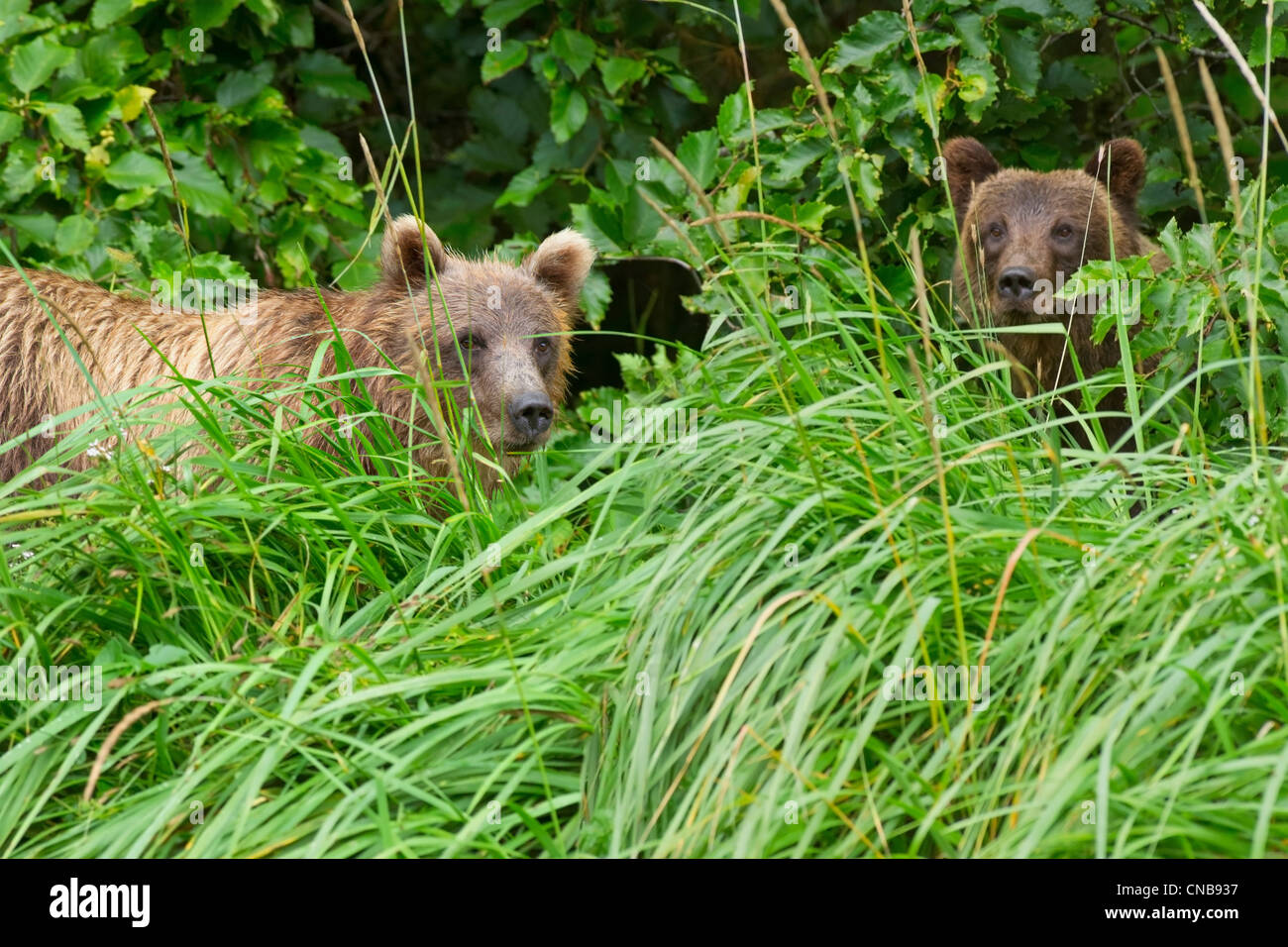 Due giovani orso bruno fratelli germani a piedi tra l'erba sul litorale ad alta marea, Chichagoff isola, a sud-est di Alaska, estate Foto Stock