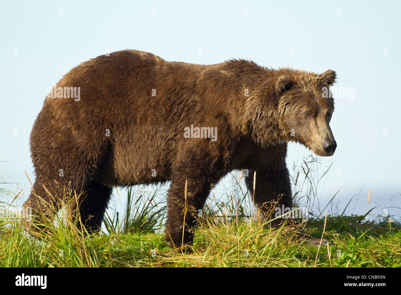 Un orso bruno foraggi lungo il litorale nel Parco Nazionale e Riserva di Katmai, Southwest Alaska, estate Foto Stock