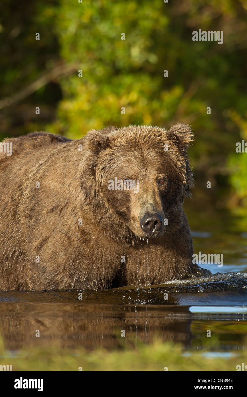 Orso bruno in pesca Grizzly Creek per il salmone nel Parco Nazionale e Riserva di Katmai, Southwest Alaska, estate Foto Stock