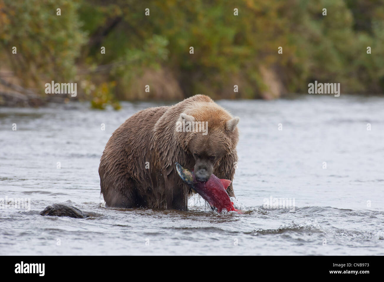 Orso bruno si ritiene che le catture di salmone nella sua bocca, Grizzly Creek, Parco Nazionale e Riserva di Katmai, Southwest Alaska, estate Foto Stock