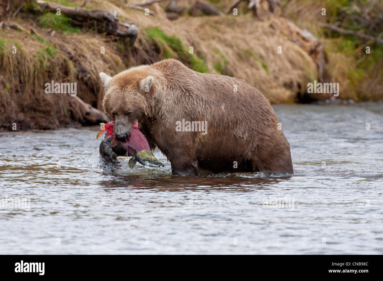 Orso bruno si ritiene che le catture di salmone nella sua bocca, Grizzly Creek, Parco Nazionale e Riserva di Katmai, Southwest Alaska, estate Foto Stock