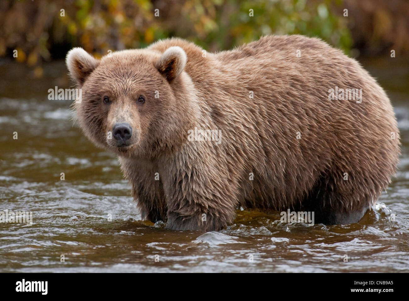 Brown Bear Cub per la pesca del salmone, Grizzly Creek, Parco Nazionale e Riserva di Katmai, Southwest Alaska, estate Foto Stock