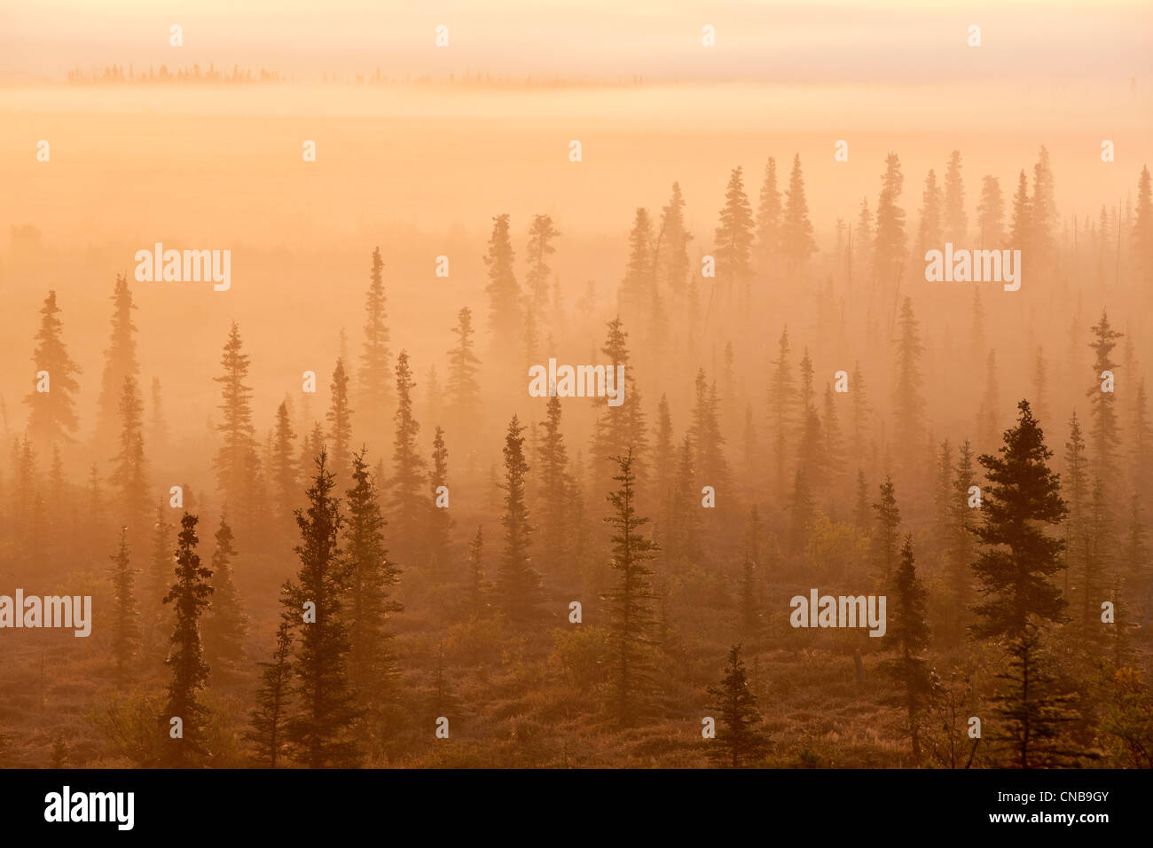 Tramonto su una foresta di nebbia, Parco Nazionale e Riserva di Katmai, Southwest Alaska, collezione autunno Foto Stock