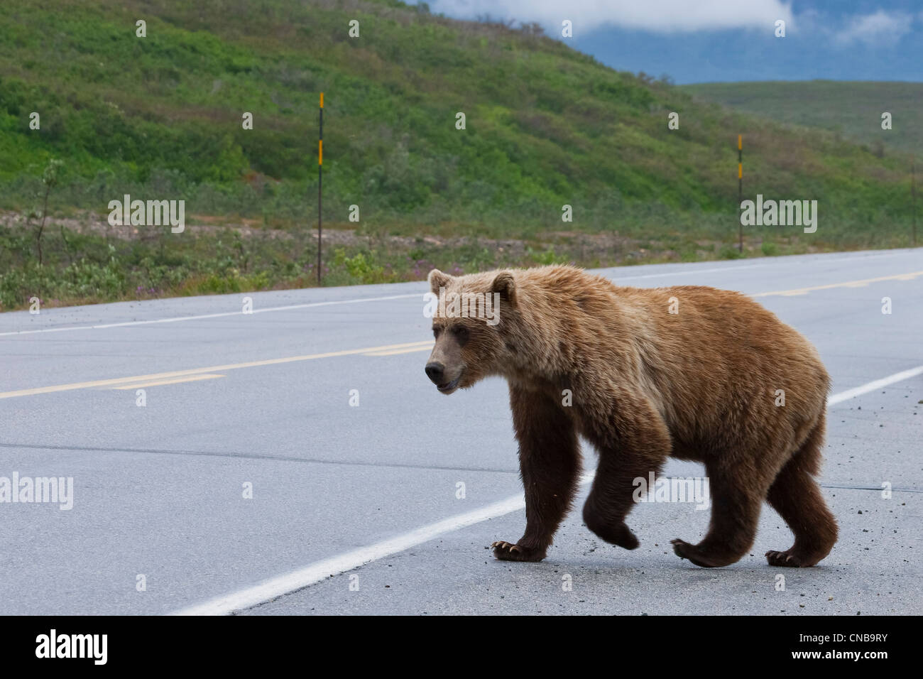Un orso bruno attraversa la Alaska Highway, Tatshenshini-Alsek deserto, Yukon Territory, Canada Foto Stock