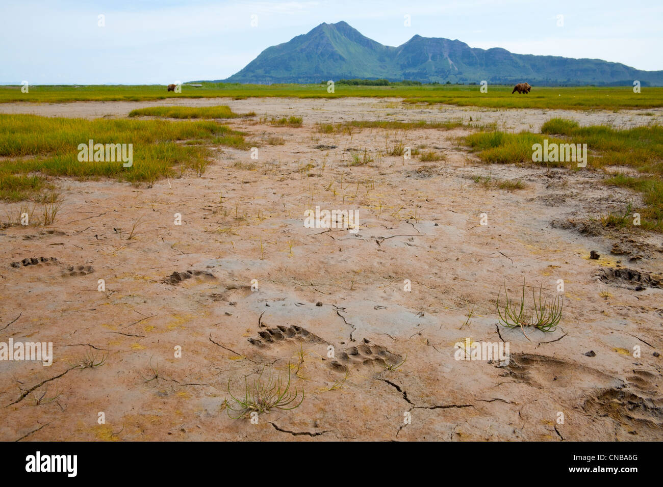 Orso bruno le vie nel fango a Hallo Bay, Parco Nazionale e Riserva di Katmai, Southwest Alaska, estate Foto Stock