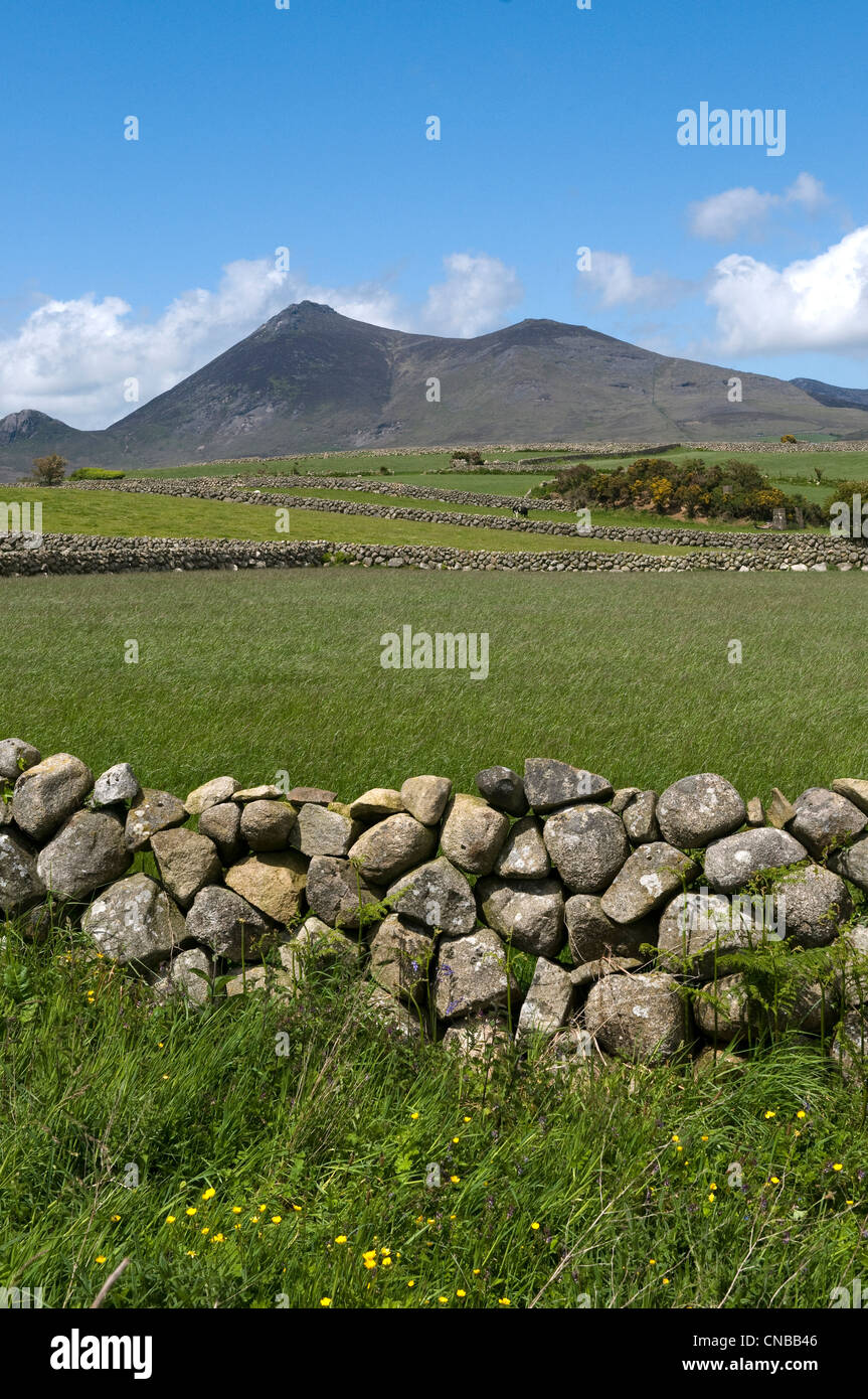 Regno Unito e Irlanda del Nord, Down County, Mourne Mountains, paesaggio di paturages delimitata da pareti di pietra Foto Stock