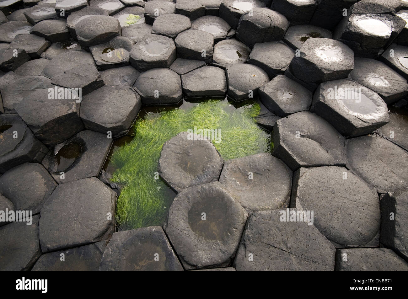 Regno Unito e Irlanda del Nord, la contea di Antrim, Giant's Causeway elencati come patrimonio mondiale dall' UNESCO Foto Stock