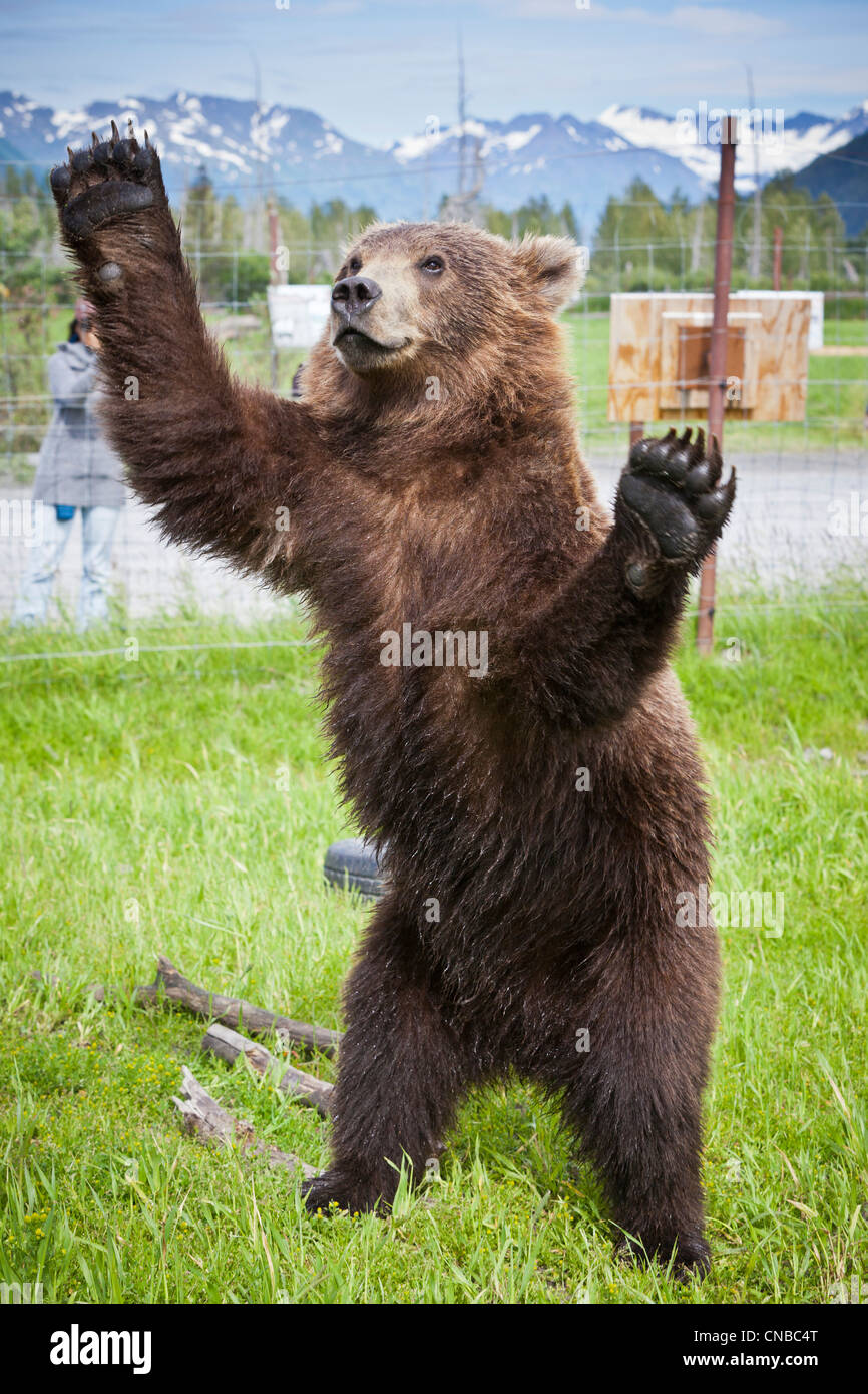 CAPTIVE: Maschio Kodiak orso bruno 20-mese-vecchio cub sorge su hind di alimentazione con le sue braccia allargate, centromeridionale Alaska, estate Foto Stock