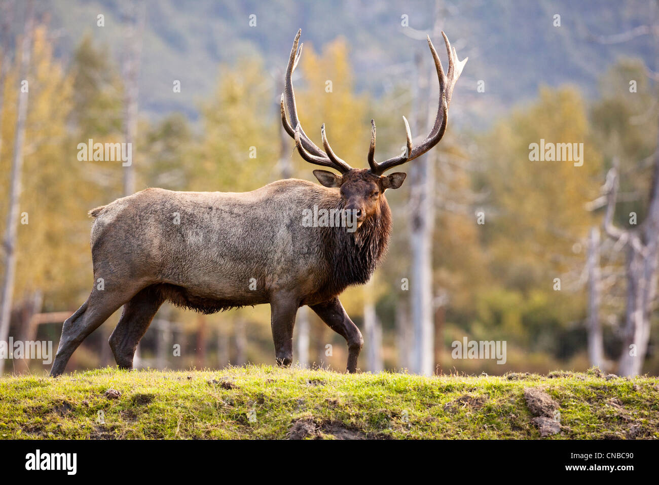 CAPTIVE: Bull Roosevelt Elk passeggiate lungo un berm durante la stagione di Rut, Alaska Wildife Centro di conservazione. Altered digitalmente. Foto Stock