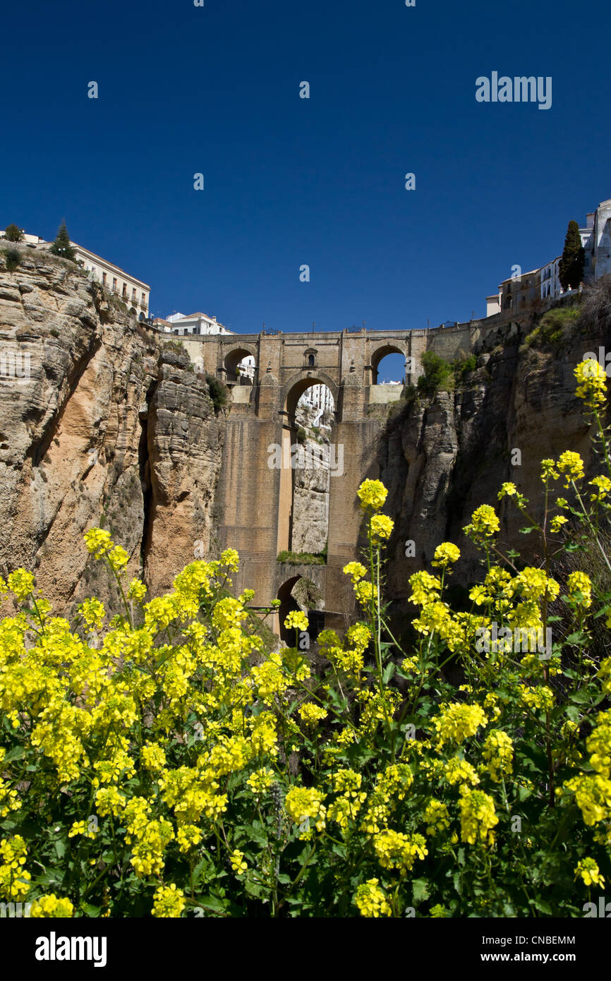 Il fiore sotto la Ronda del nuovo ponte in piena fioritura. Foto Stock