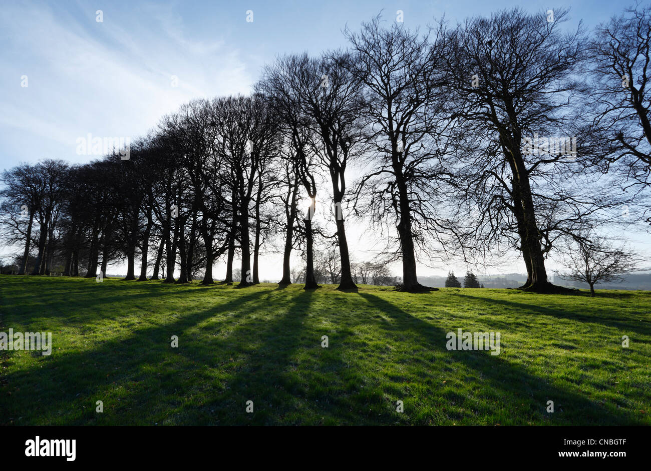 Sole primaverile attraverso il viale di alberi a Cricket San Tommaso. Somerset. In Inghilterra. Regno Unito. Foto Stock
