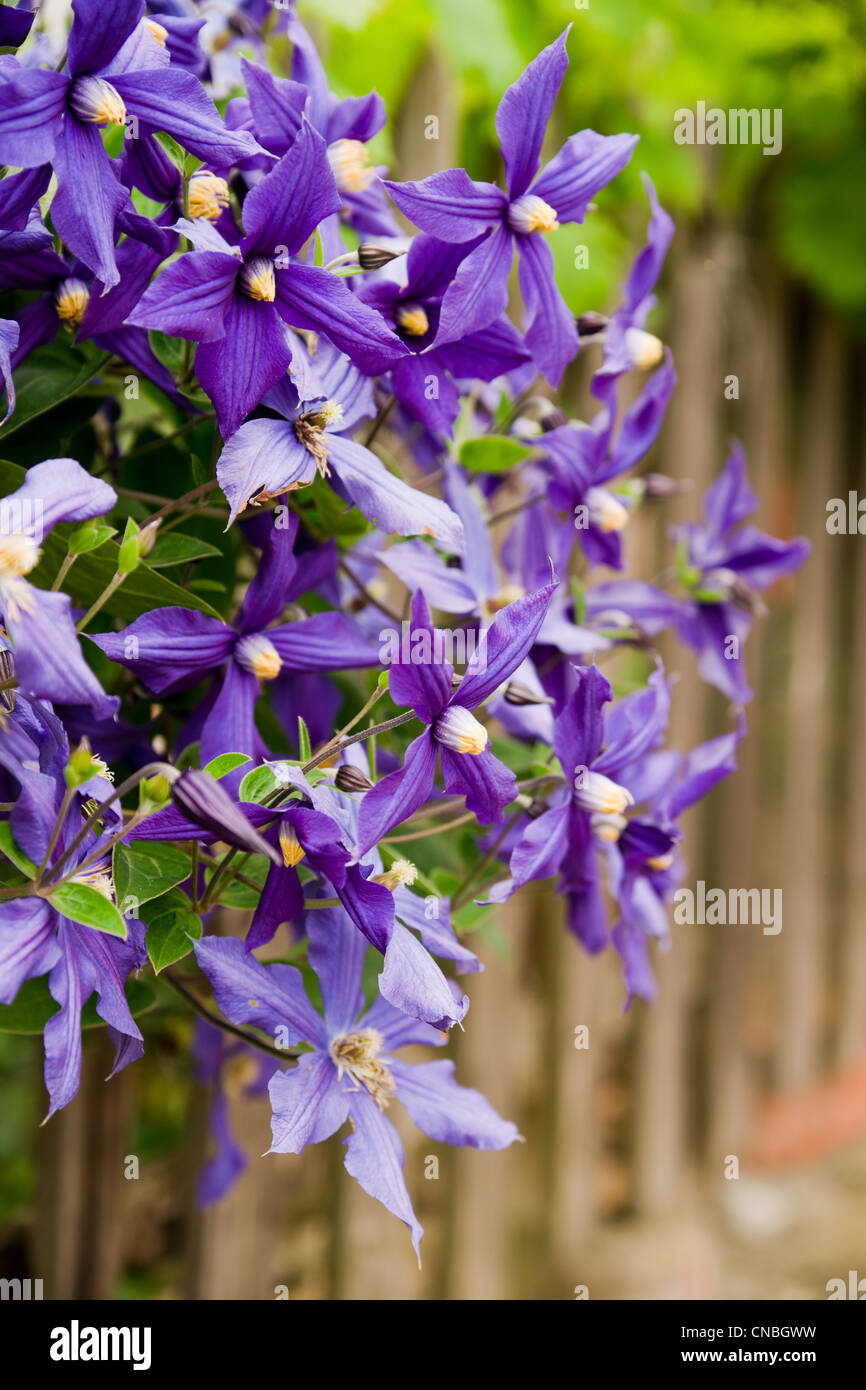 Close-up di fiori viola di Clematis jackmanii Foto Stock