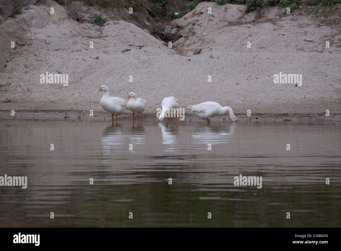 Uccelli in un lago in Lansdowne, acqua potabile in India con la loro riflessione. Questo è il Bhulla tal, un piccolo lago artificiale. Foto Stock