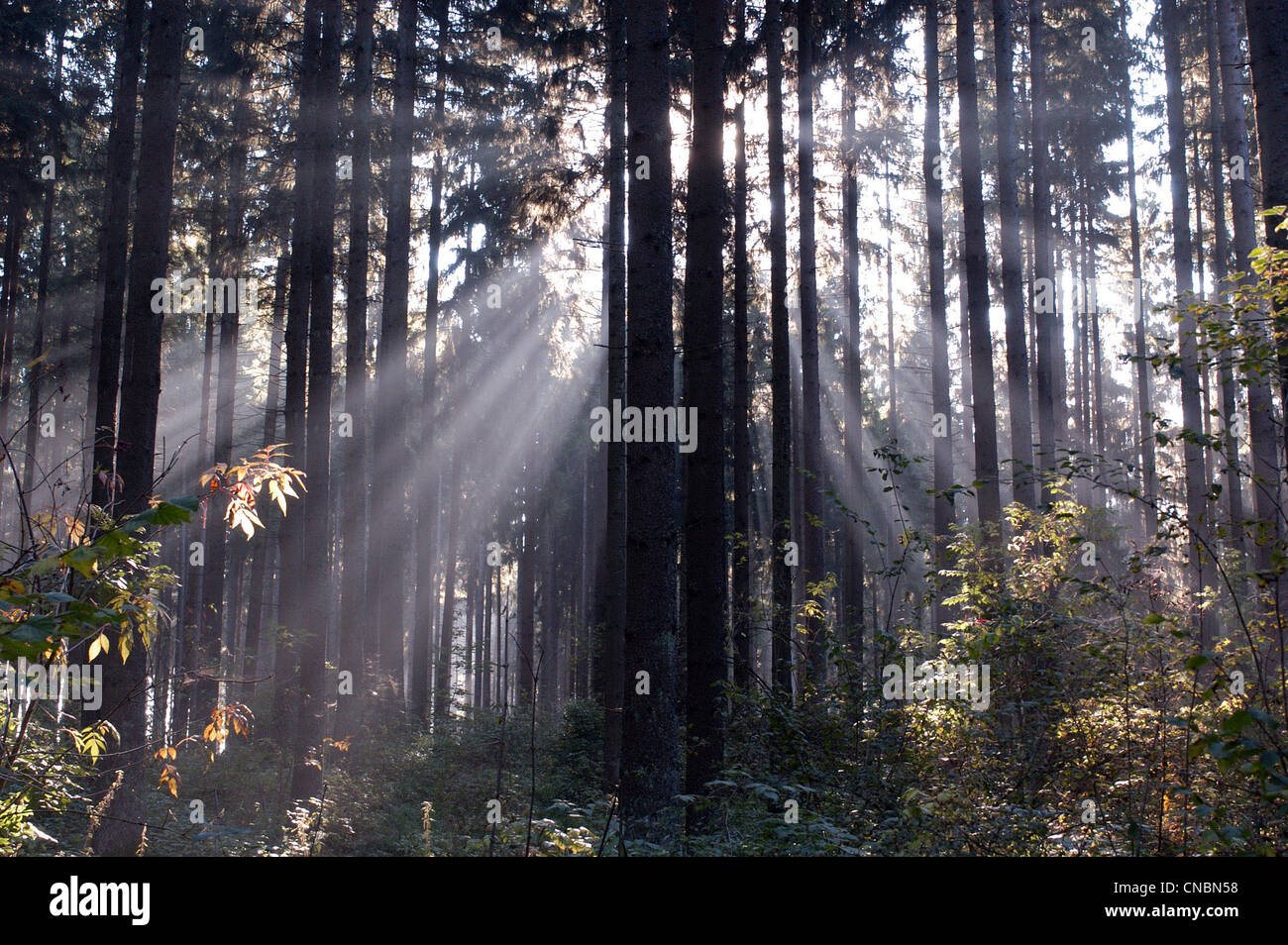 Raggi di sole splende tra gli alberi in una foresta Foto Stock
