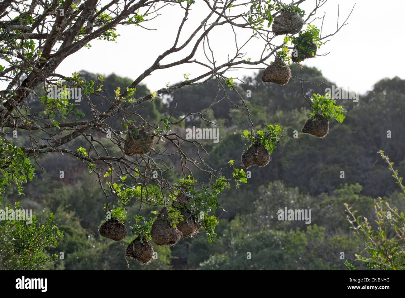 Nidi di tessitore mascherati, aka tessitore mascherato del sud, velatus di Ploceus, o tessitore mascherato africano, parco dell'elefante di Addo, percorso del giardino, Sudafrica Foto Stock