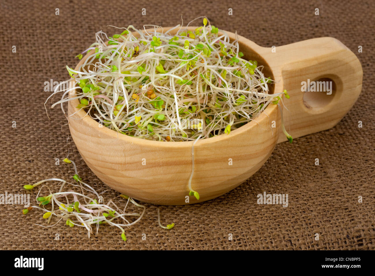 Broccoli, ravanello e germogli di trifoglio in un rustico in legno ciotola, sullo sfondo di tela Foto Stock
