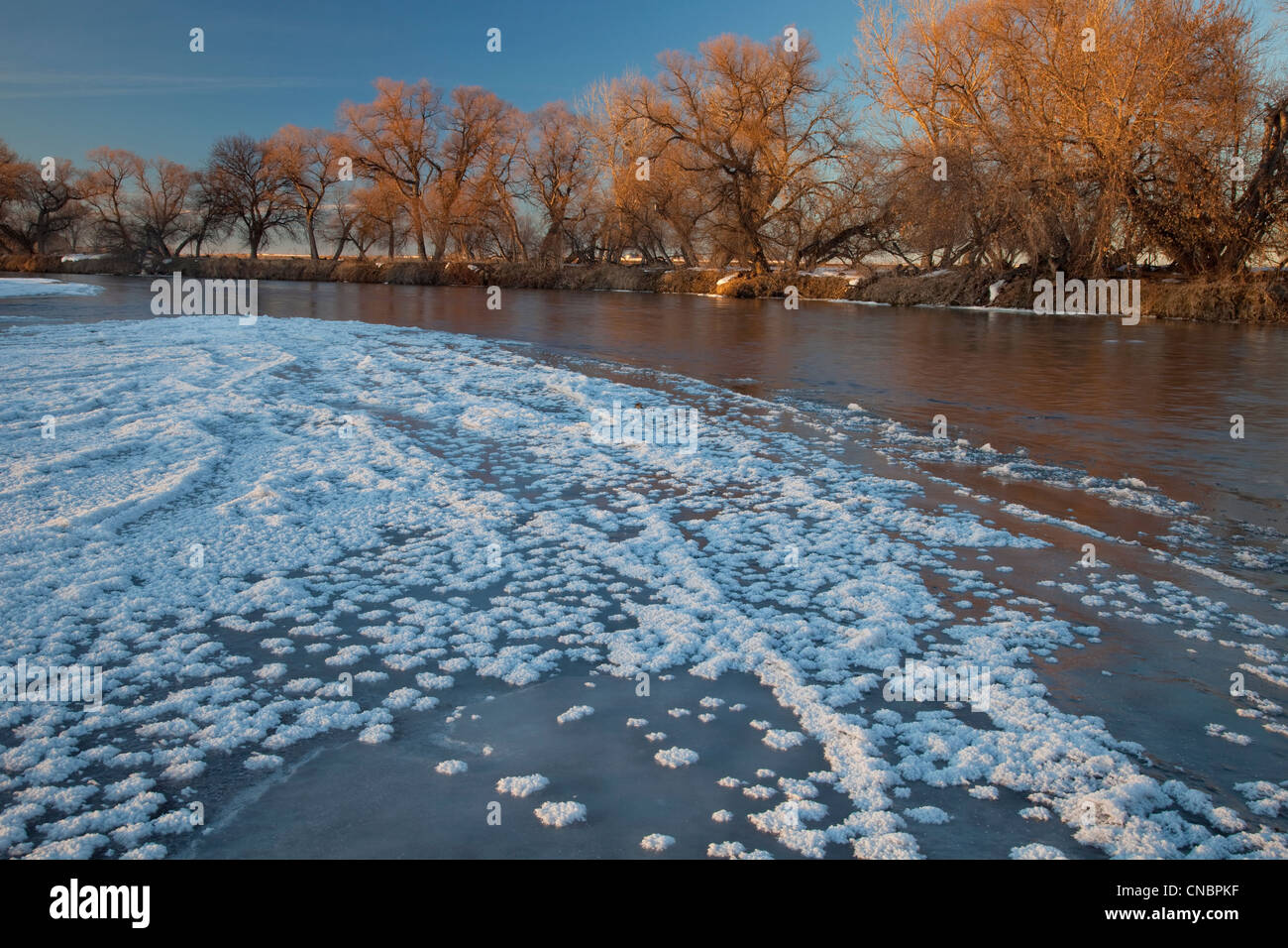 Parzialmente congelati South Platte River sotto Denver vicino Greeley, vista tipica con cottonwoods ripariale Foto Stock