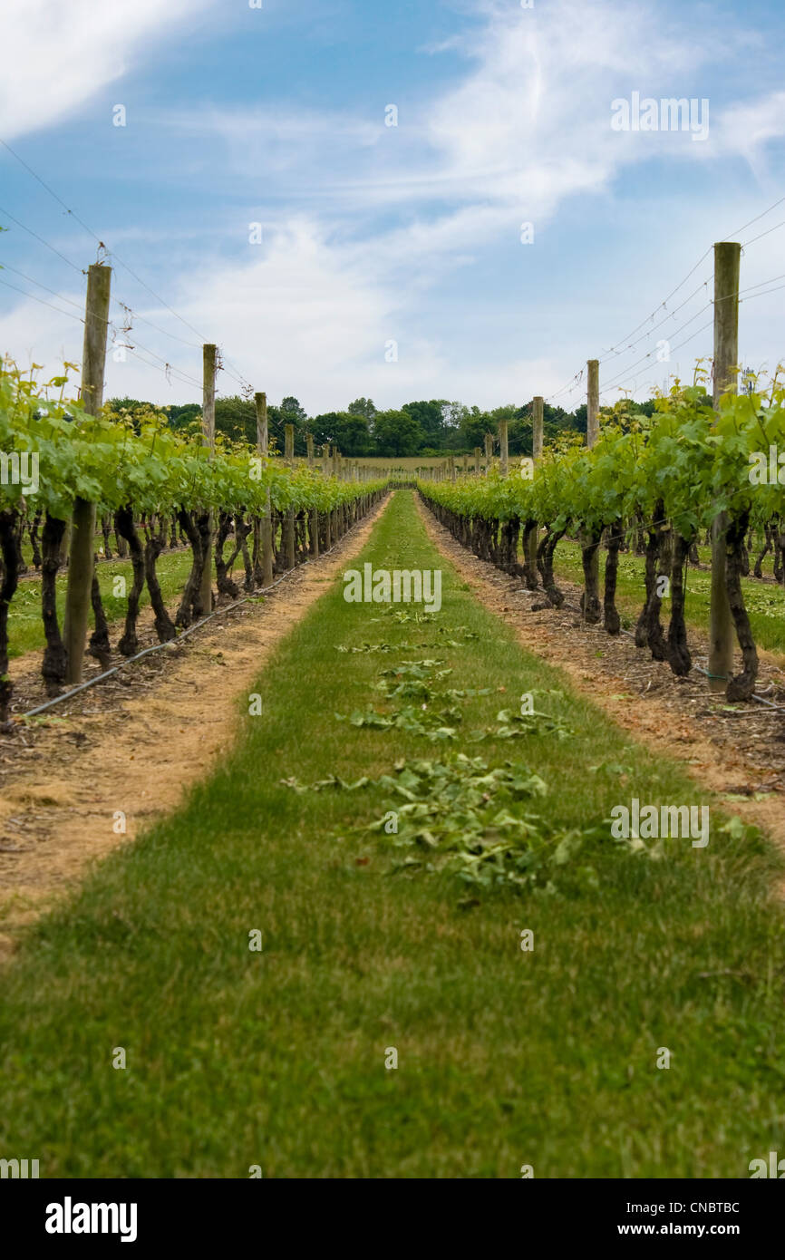 Lunga fila di vigneti piantati nei campi di un vigneto. Foto Stock