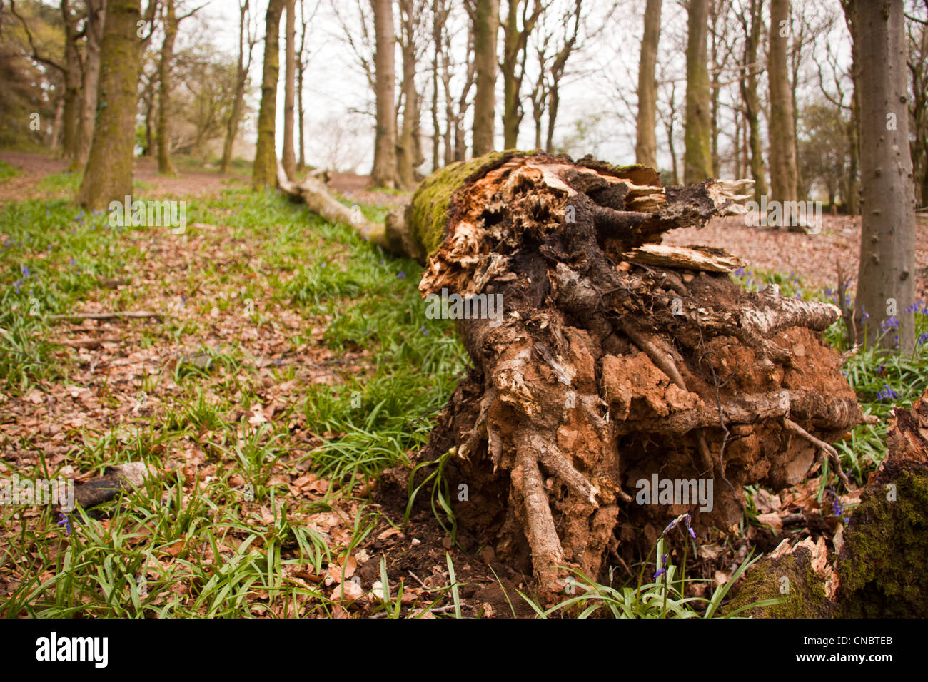 Caduto faggio con moquette bluebells il bosco antico pavimento, Foto Stock