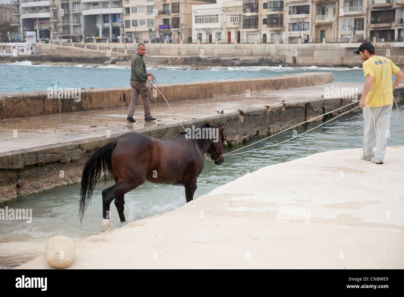 Il cavallo di andare a nuotare in mare con la guida dei formatori. Foto Stock