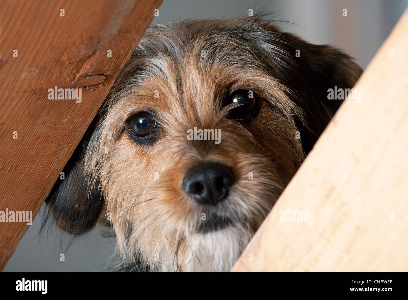 Un giovane di razza mista pup guarda attraverso uno spazio tra due assi di legno. Profondità di campo. Foto Stock