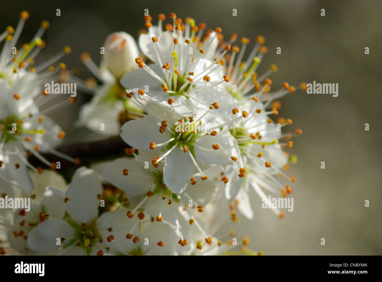 Prugnolo blossom, Wiltshire, Inghilterra, Regno Unito. Foto Stock