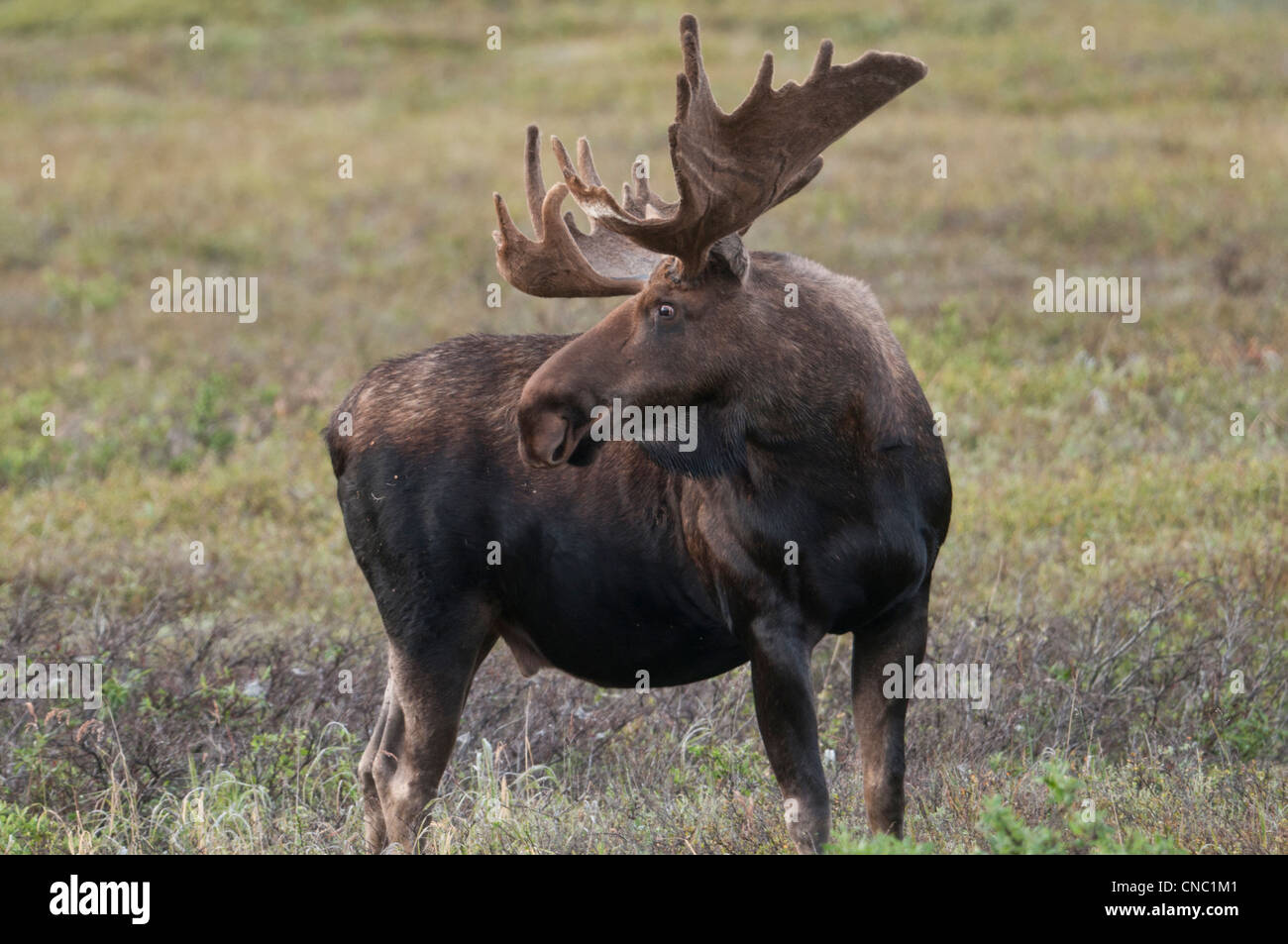 Bull Moose (Alces alces) con corna in velluto, Parco Nazionale di Denali, Alaska. Foto Stock