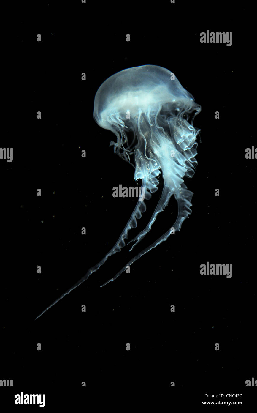 Atlantic mare Meduse di ortica nuoto su uno sfondo scuro Foto Stock