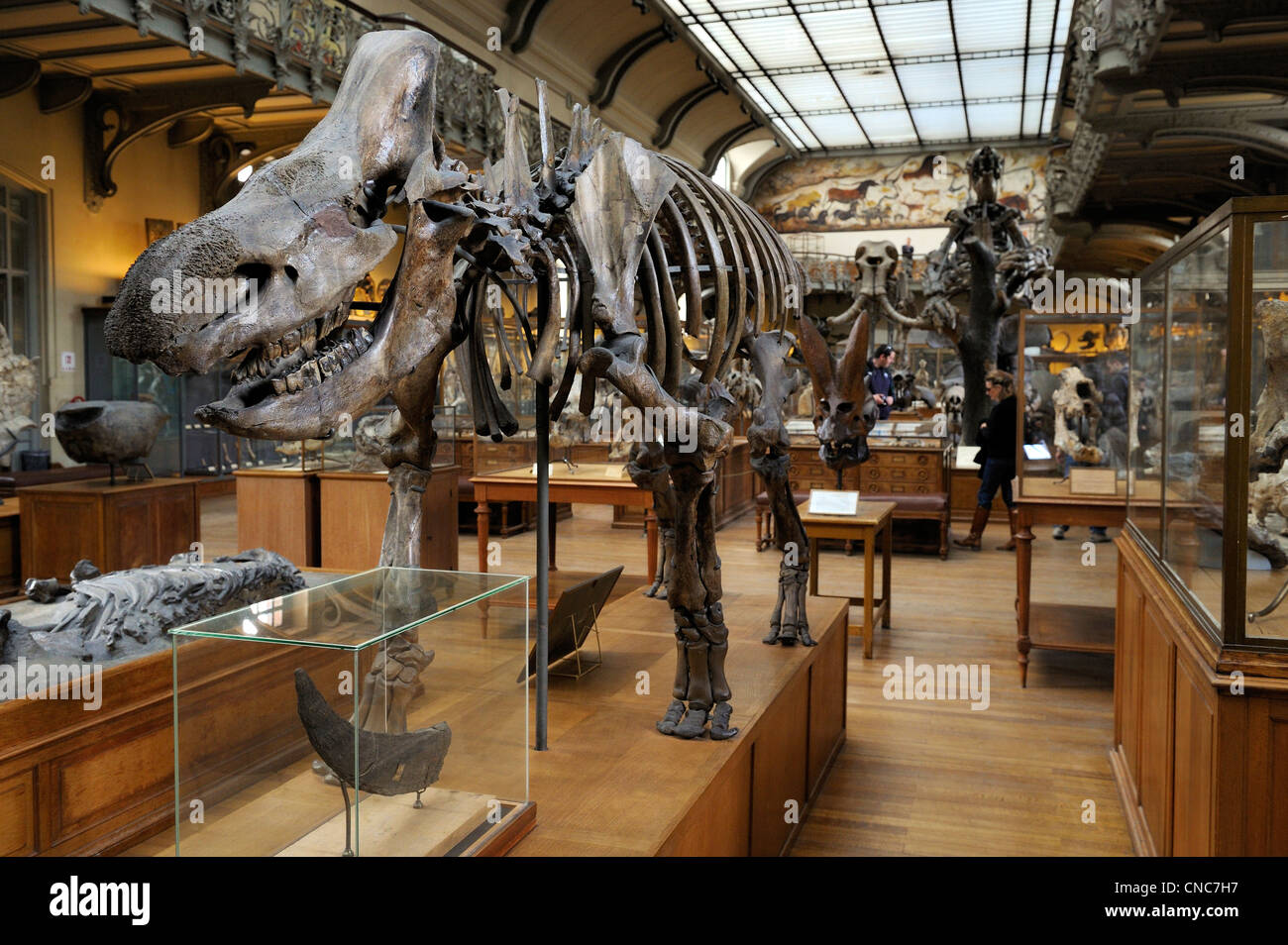 Francia, Parigi, il Jardin des Plantes (piante Gardens), Anatomia comparata e della paleontologia Galeries Foto Stock