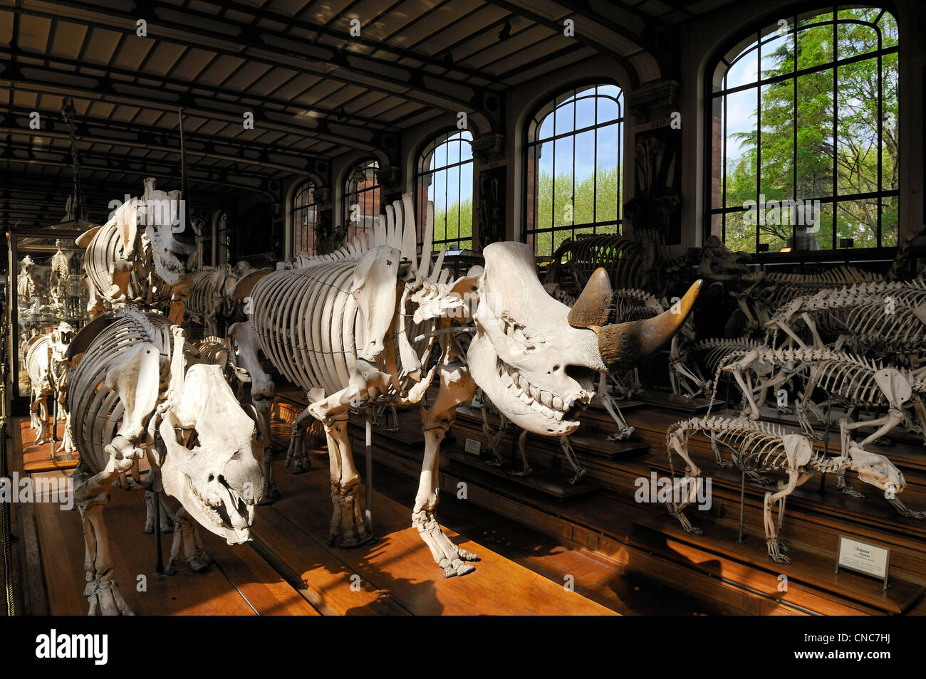 Francia, Parigi, il Jardin des Plantes (piante Gardens), Anatomia comparata e della paleontologia Galeries Foto Stock