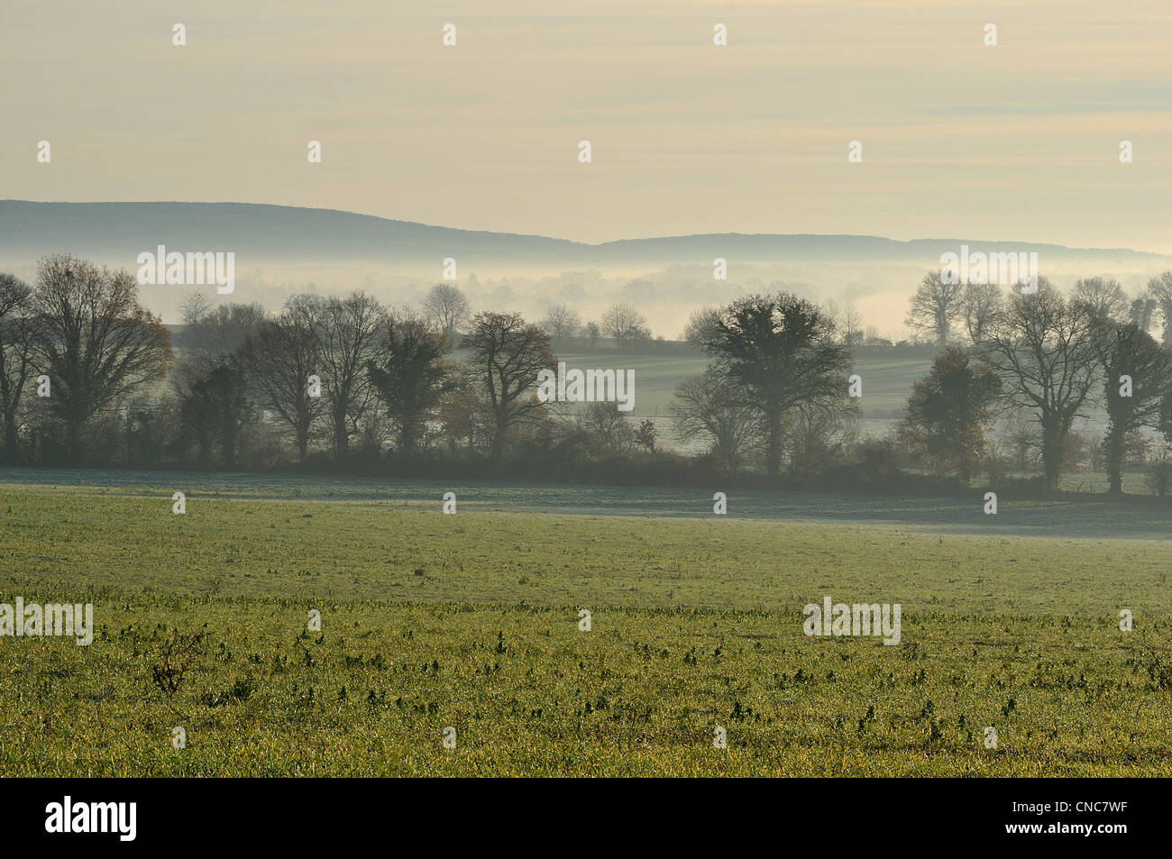 Farmland in inverno (Nord Mayenne, Paese della Loira, Pays de la Loire,Francia,l'Europa). Foto Stock