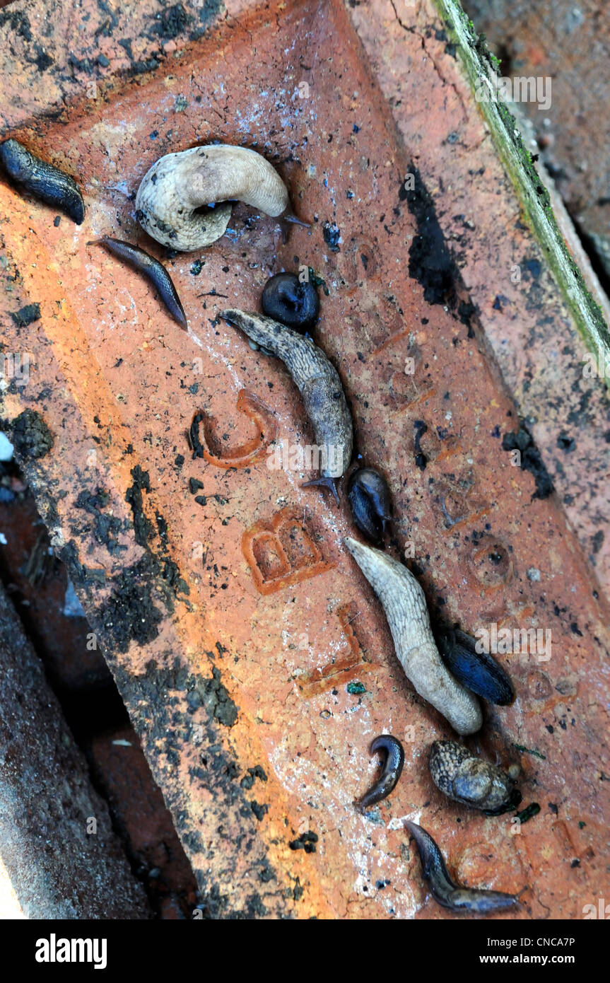 Lumache trovate sotto il mattone nel giardino biologico Foto Stock