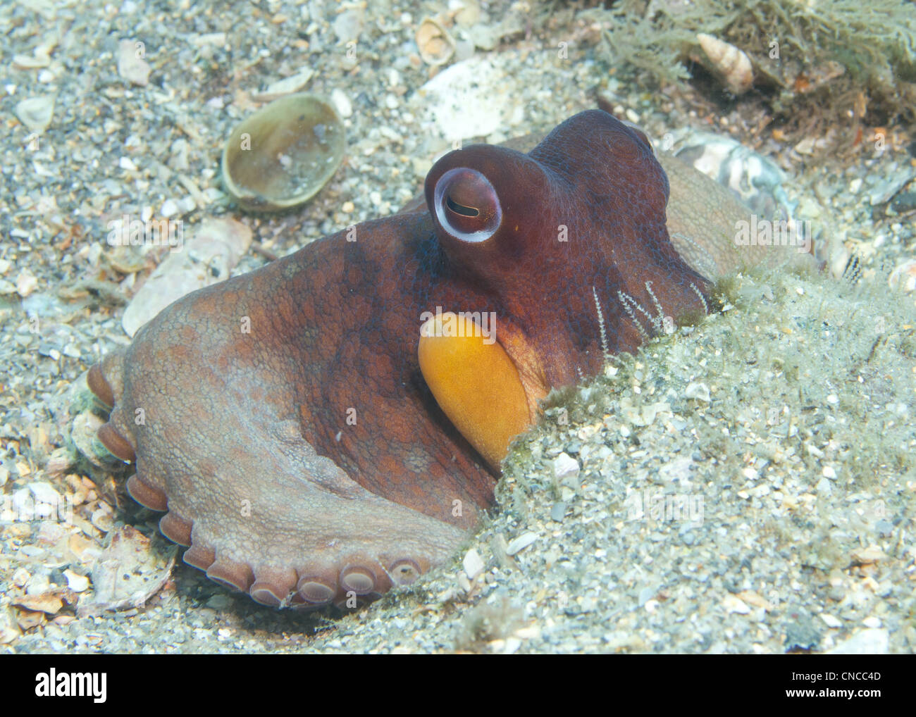 Polpo all'Airone cenerino Bridge Foto Stock