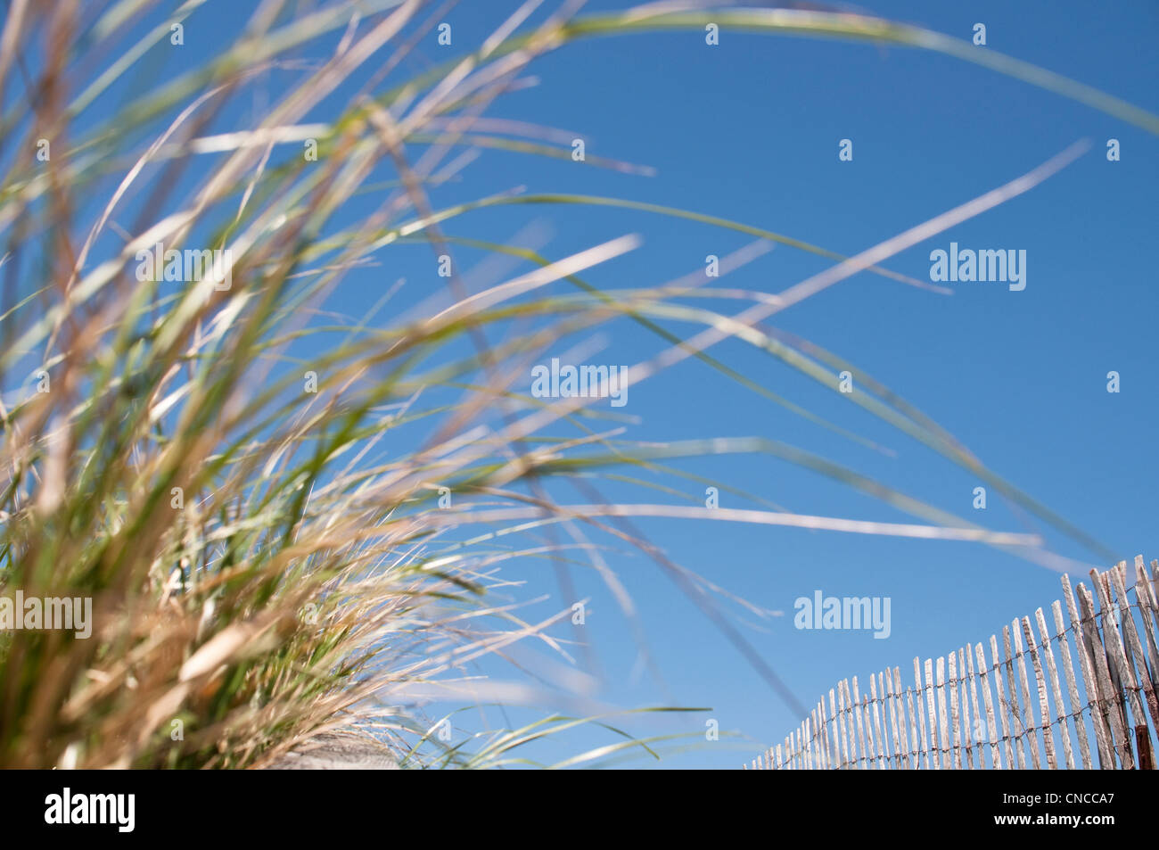 Dune [di erba o di erba Marram] su una spiaggia in Ogunquit, Maine, New England, STATI UNITI D'AMERICA, con un luminoso Cielo di estate blu. Foto Stock