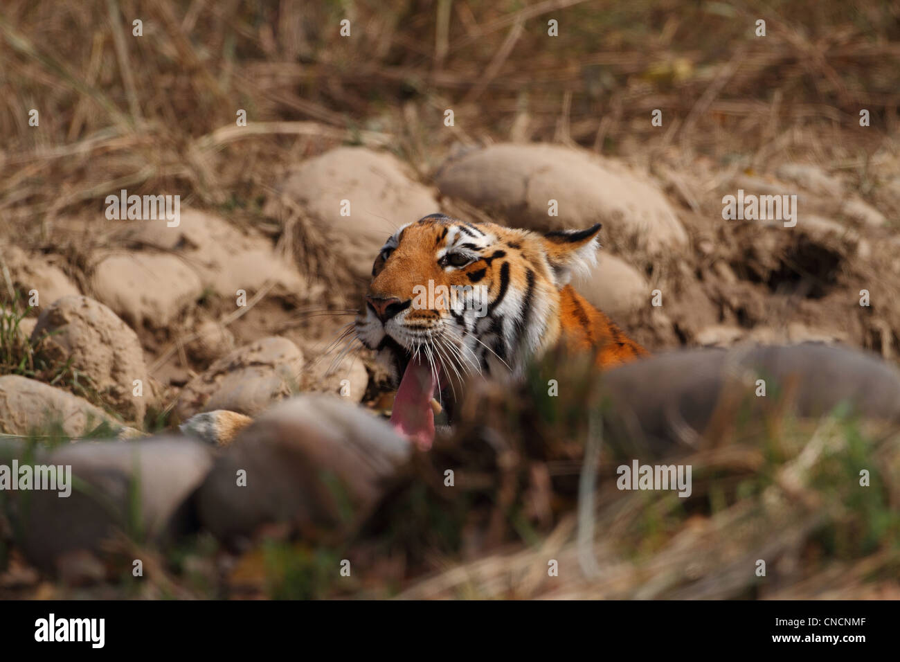 Royal tigre del Bengala (Panthera Tigris) seduto in un fiume nel parco di cittadino di Corbett Foto Stock
